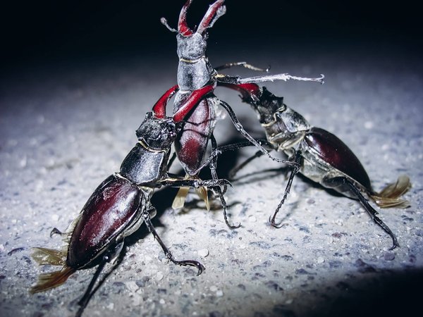 Découvrez les attractions nocturnes de Paris : Que faire la nuit dans la Ville Lumière ?